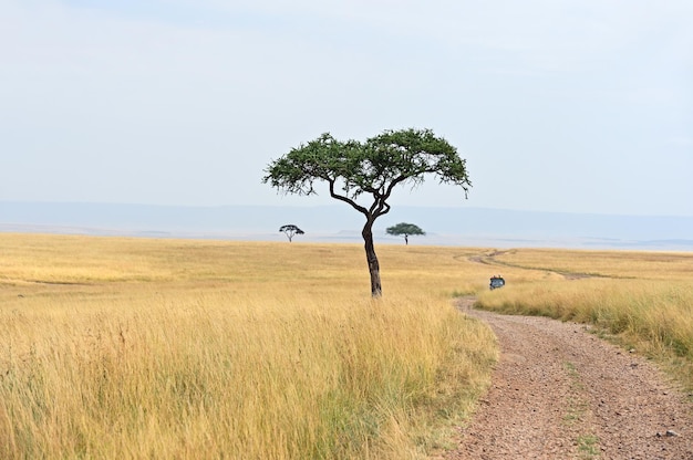 Grande árvore de acácia nas planícies de savana aberta da África Oriental