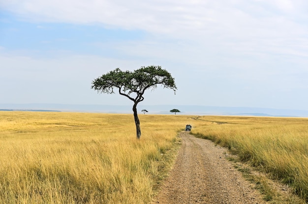 Grande árvore de acácia nas planícies de savana aberta da África Oriental