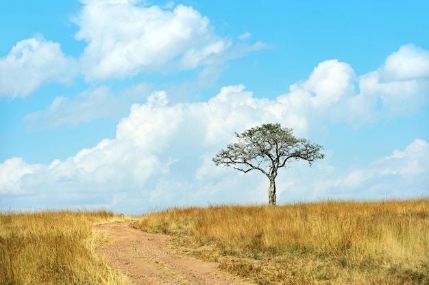 Grande árvore de acácia nas planícies de savana aberta da África Oriental