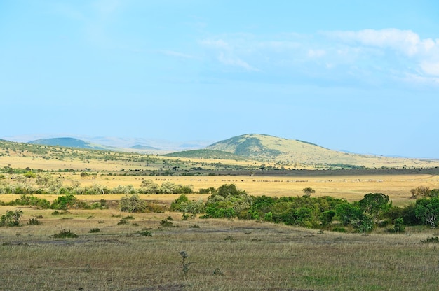 Grande árvore de acácia nas planícies de savana aberta de Masai Mara