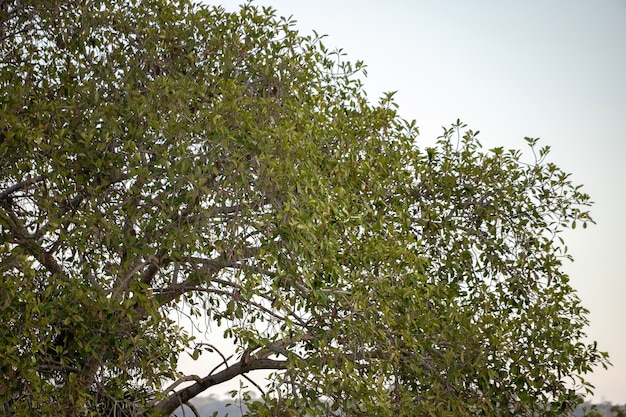 Grande árvore de angiosperma em uma área de pastagem de uma fazenda