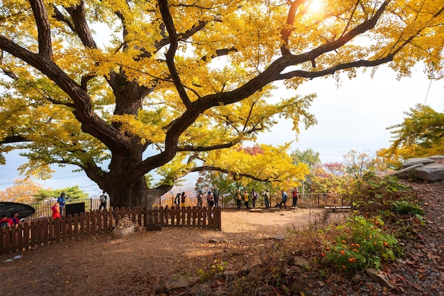 Grande árvore de ginkgo no outono pela manhã com folhas amarelas no Templo Sujeongsa Namyangjusi Gyeonggido Coreia do Sul