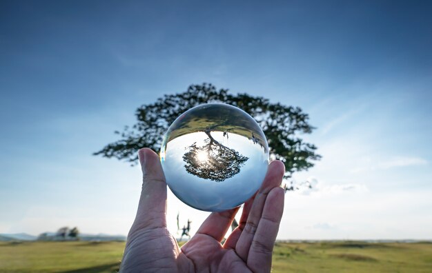 Grande árvore em bola de cristal.