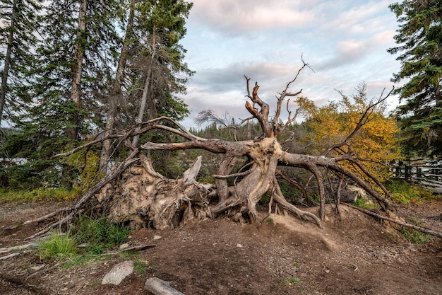 Grande árvore morta com danos na raiz seca da raiz da tempestade