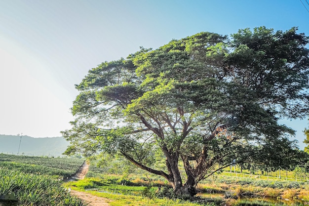 grande árvore na fazenda