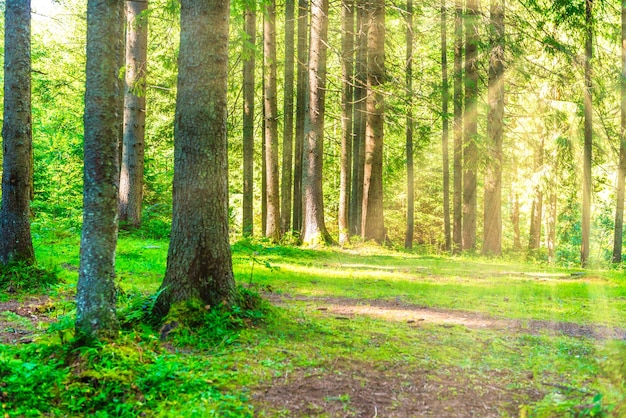 Grande árvore na floresta de pinheiros verdes