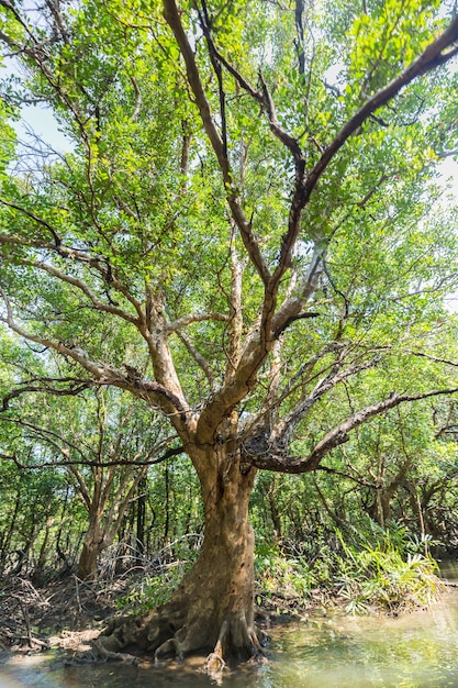 grande árvore na floresta, porta conceito