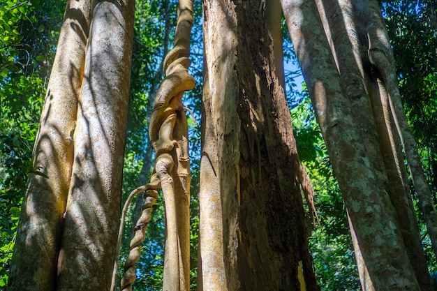 Grande árvore na floresta tropical, cena da natureza