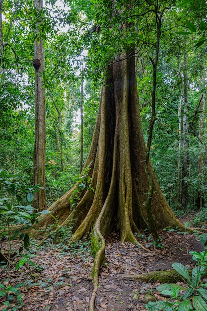 Grande árvore na floresta