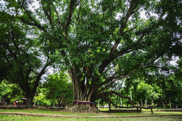 Grande árvore no meio da ruína do parque histórico, património mundial da Tailândia