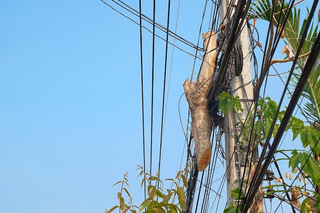 Grande árvore pendurada em poste elétrico na cidade