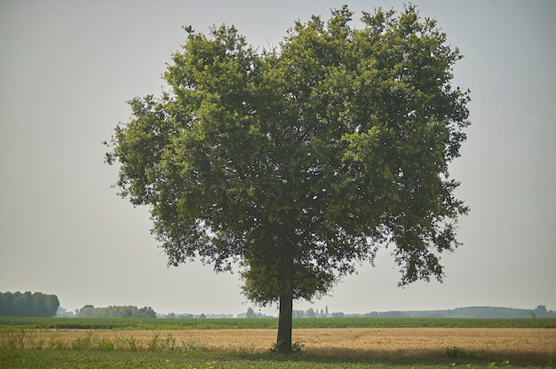 Grande árvore, plátano, imerso em uma paisagem única e evocativa.