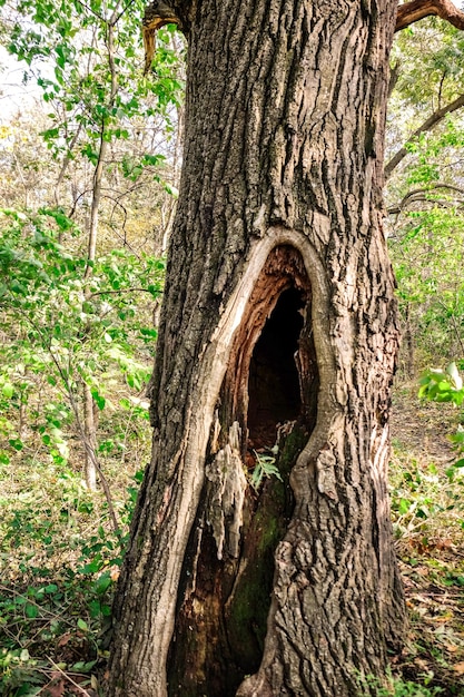 Grande árvore velha no parque