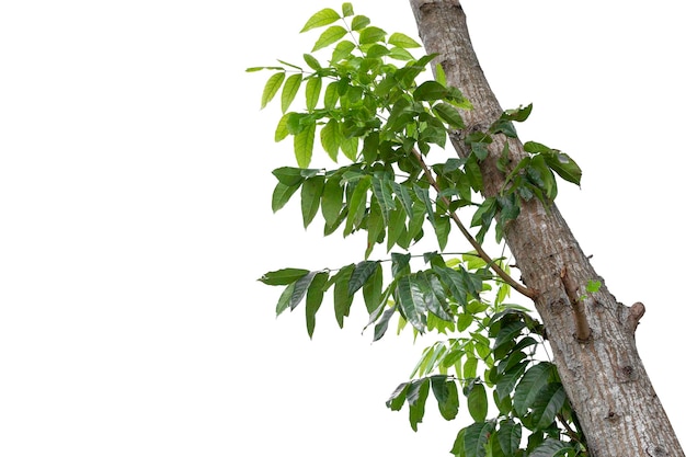 Grande árvore verde é isolada em um pano de fundo branco clipping pat