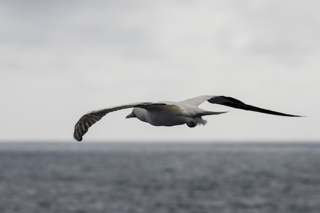 Grande ave marinha do ganso-patola voadora com plumagem principalmente branca