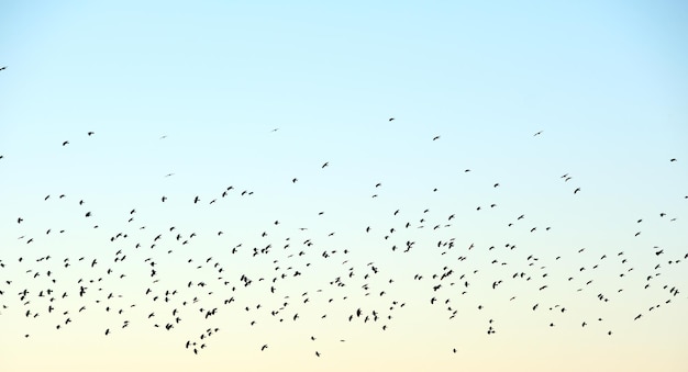 Grande bando de pássaros corvos voando contra o céu claro