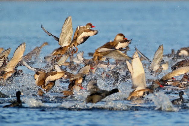 Grande bando de pochard-de-crista-vermelha (netta rufina) decola da água