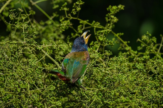 Foto grande barbet (megalaima virens) ave