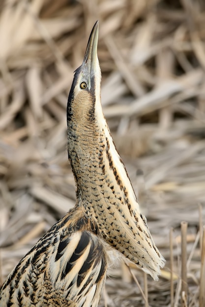 Grande bittern com pescoço longo close-up retrato.