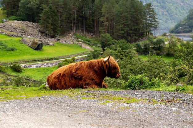 Grande boi almiscarado em seu habitat, paisagem natural ao fundo. Animal norueguês