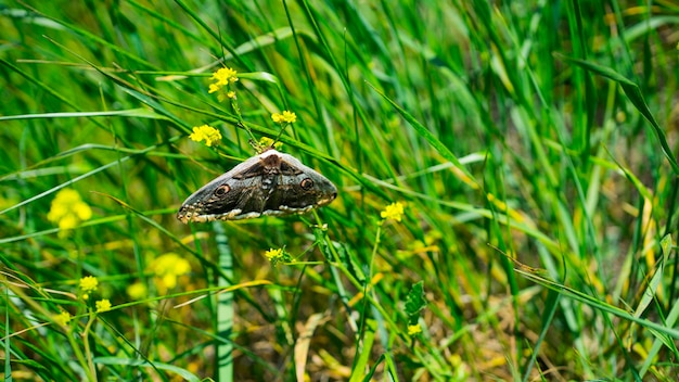 Grande borboleta close-up Sentado na grama Imagem com foco seletivo