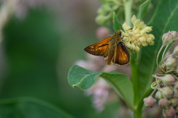 Grande borboleta de capitão e a flor de borboleta