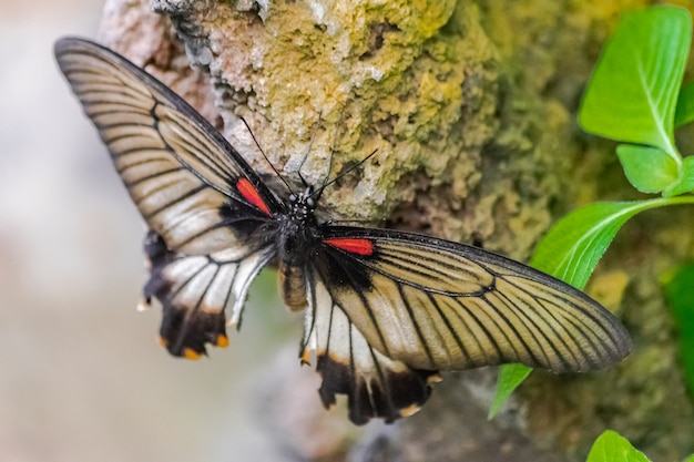 Grande borboleta mórmon