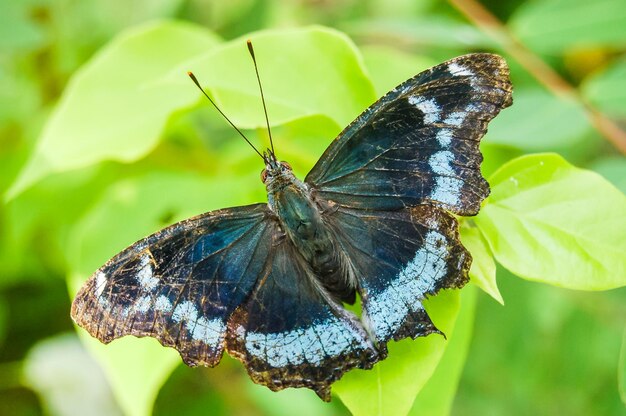 Grande borboleta tropical