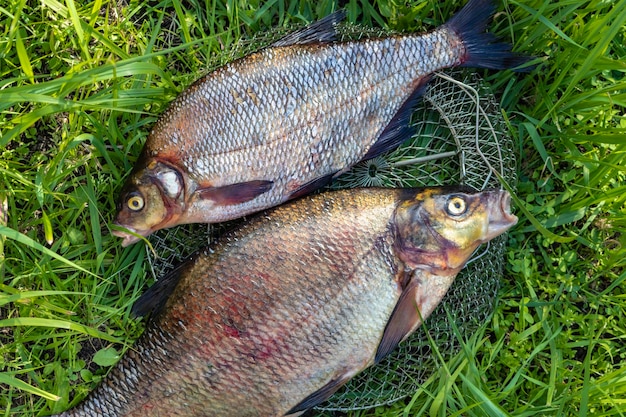 Grande brema fresco Peixe de rio recém-capturado Grande peixe saboroso closeup Pesca para fiação e alimentador Pesca esportiva