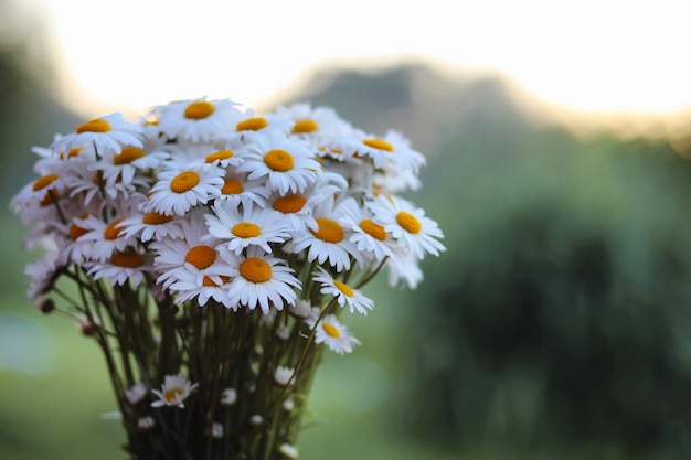 Grande buquê de camomilas do campo em um vaso em um fundo do sol