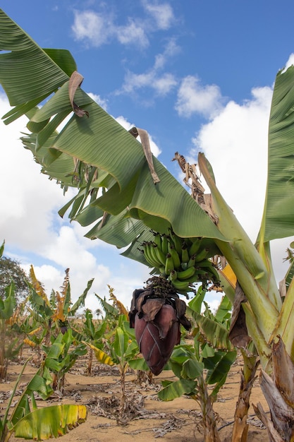 Grande cacho de bananas na árvore