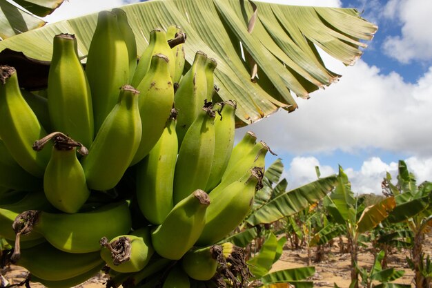 Grande cacho de bananas na árvore