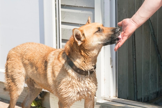 Grande cachorro marrom lambendo uma mão humana na rua