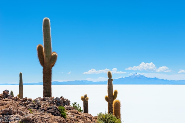 Grande cacto na ilha incahuasi, planície de sal salar de uyuni, altiplano, bolívia