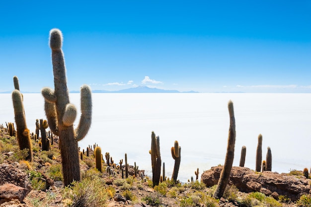 Grande cacto na ilha Incahuasi, planície de sal Salar de Uyuni, Altiplano, Bolívia