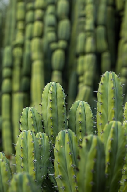 Foto grande cacto verde de fundo na natureza fechado