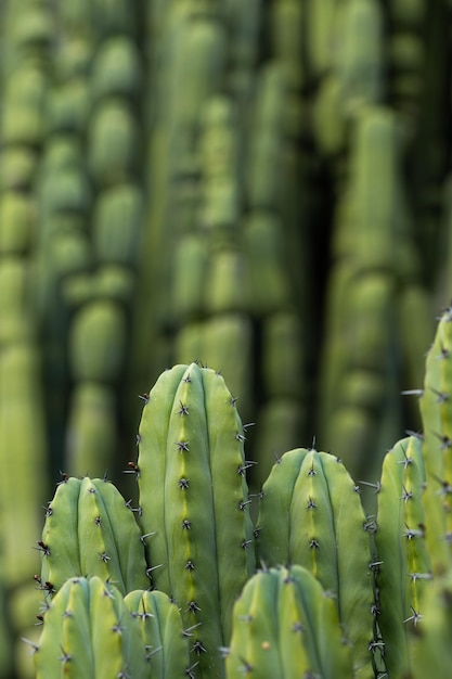 Foto grande cacto verde de fundo na natureza fechado