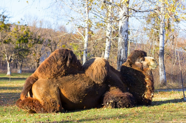 Grande camelo bactriano no fundo de bétula no parque outono