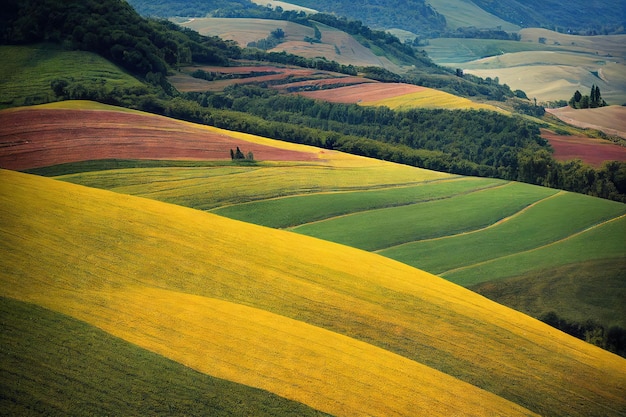 Grande campo agrícola com espigas cortadas de trigo