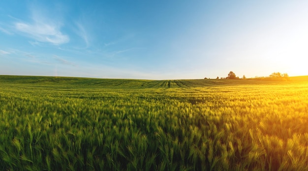 Grande campo agrícola de cevada verde à noite ao pôr do sol