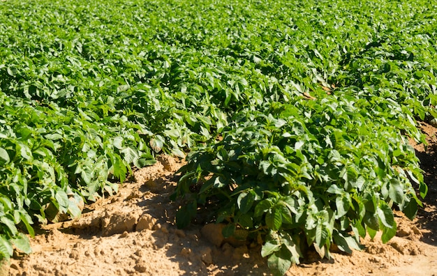 Grande campo de batata com plantas de batata plantadas em boas linhas retas