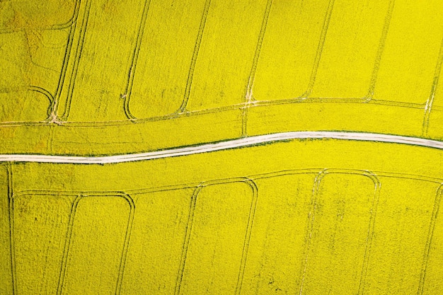 Grande campo de estupro amarelo florescente e estrada rural na Polônia