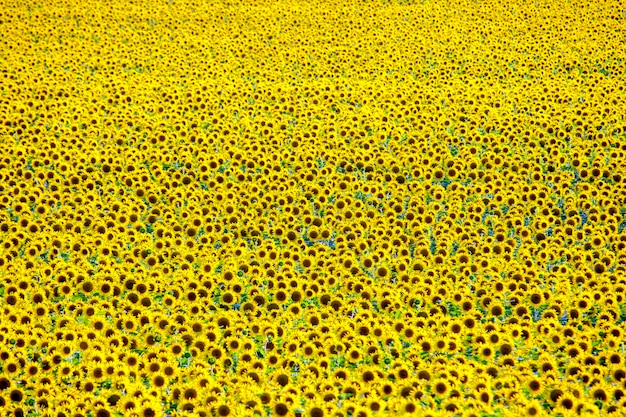 Grande campo de girassóis florescendo na luz solar. Agronomia, agricultura e botânica.