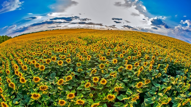 Grande campo de girassóis florescendo na luz solar. agronomia, agricultura e botânica