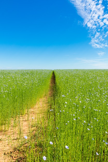 Grande campo de linho em flor na primavera