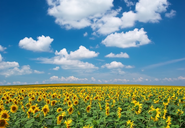 Grande campo de paisagem de girassóis