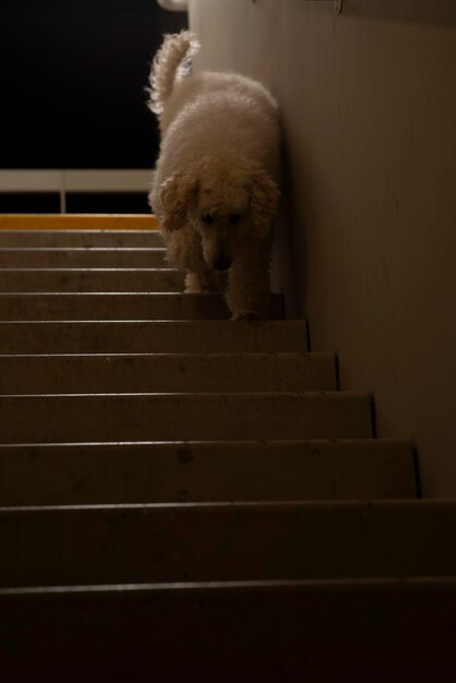 Grande caniche branco real perto dos degraus.