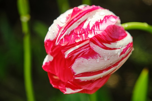 Grande canteiro de flores com tulipas de perto