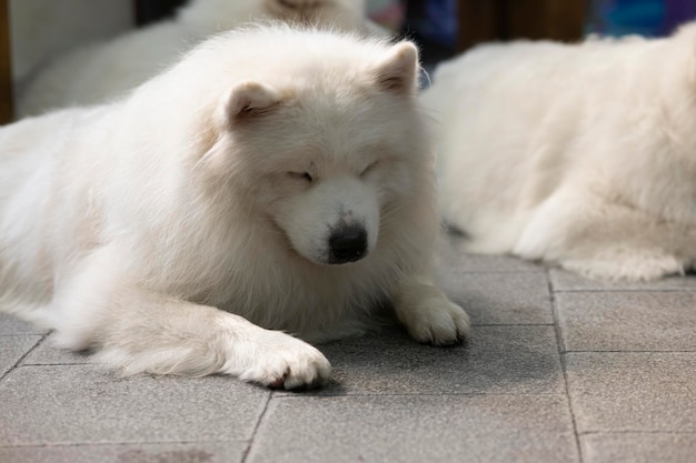 Grande cão branco deitado no fundo