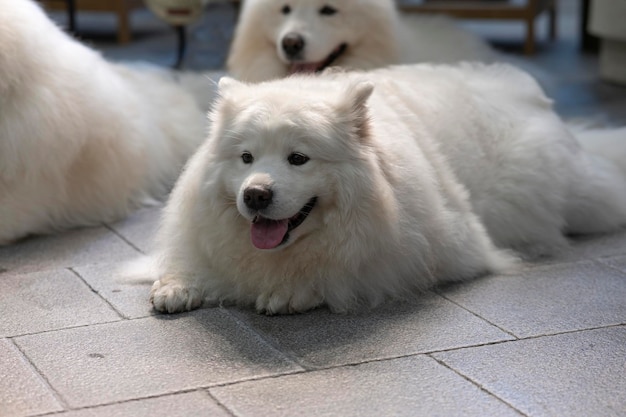 Grande cão branco deitado no fundo